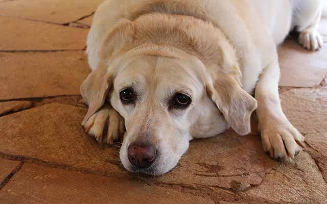 Older dogs howl due to confusion