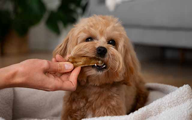 Reward if your dog is silent