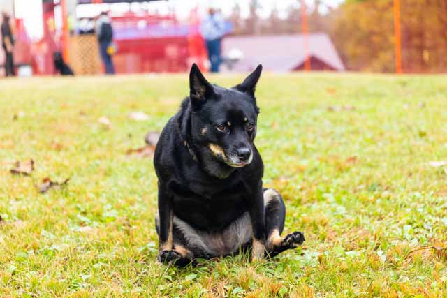 Why Dogs Drag Their Butts On The Floor?