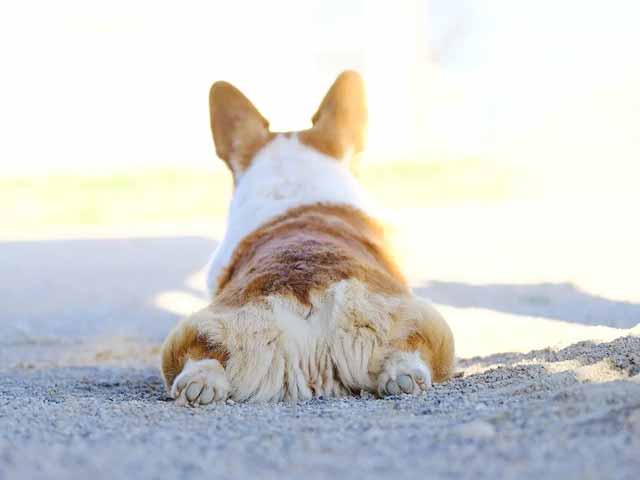 Groom your pet regularly