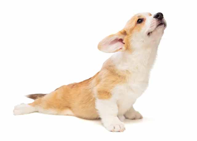 When to consult a vet
