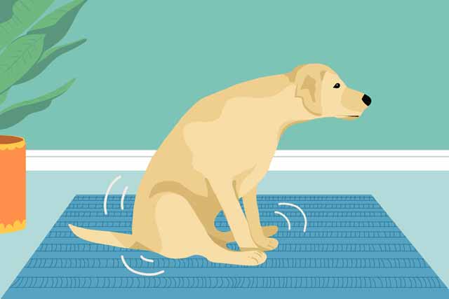 Reasons why dogs drag their butts on the floor