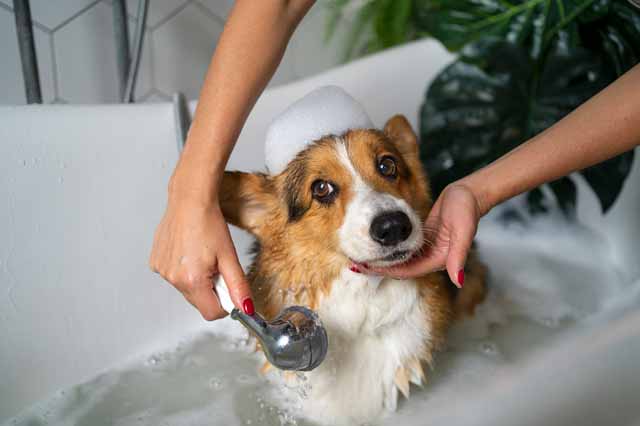 Bath Your Dog