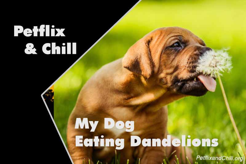 Why Is My Dog Eating Dandelions?