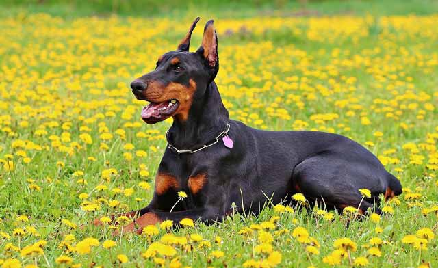Potential reasons why dogs eat dandelions