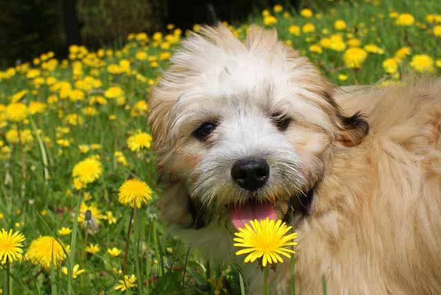 Dandelions have antimicrobial properties