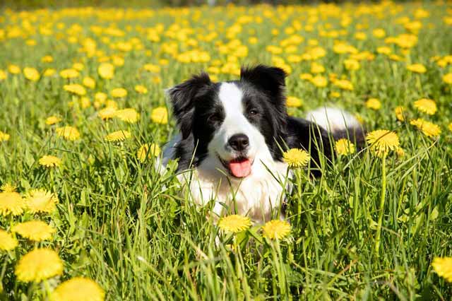 Dandelion roots are liver tonics