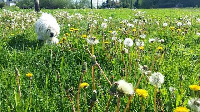 Why Is My Dog Eating Dandelions?