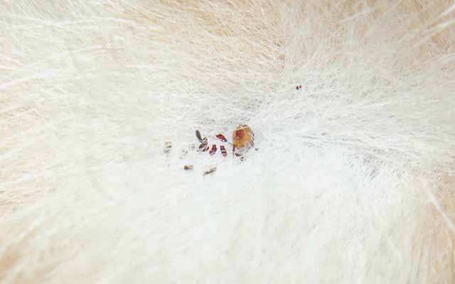 Parasites can cause nonstop scratching in dogs