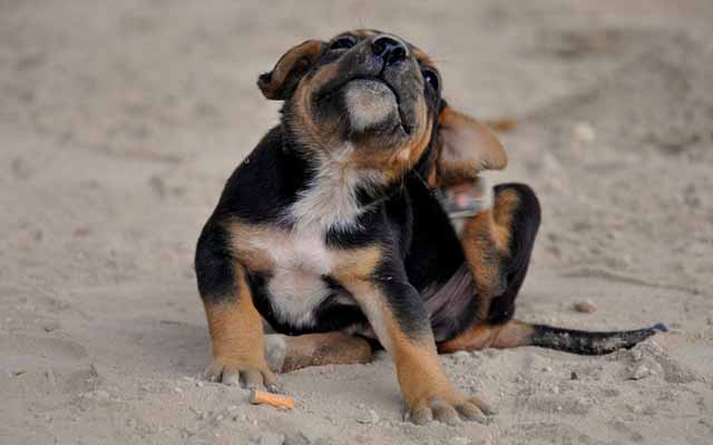 Mange causes severe skin conditions in dogs