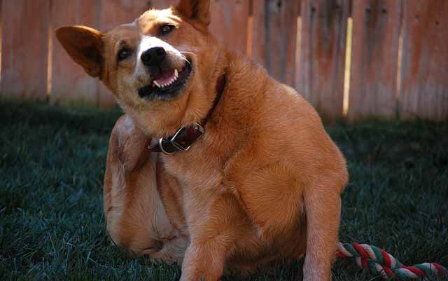 Dogs may experience endocrine disorders