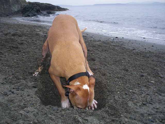 Digging instinct in dogs