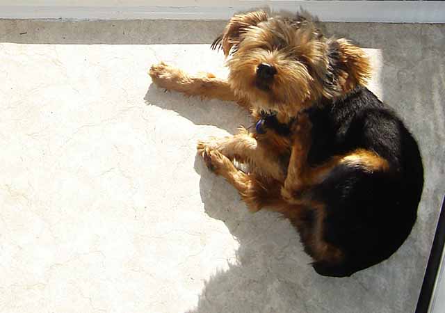 Tips to help dogs stop scratching