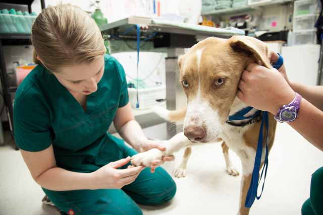 Signs to see a vet