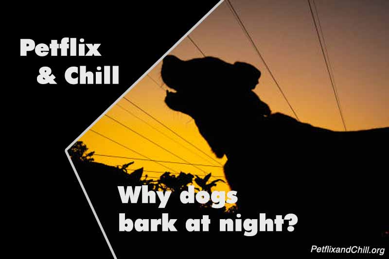 Why Is My Dog Eating Dandelions? Here’s What Vets Recommend