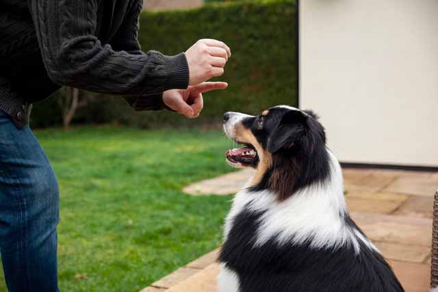 Use positive reinforcement training