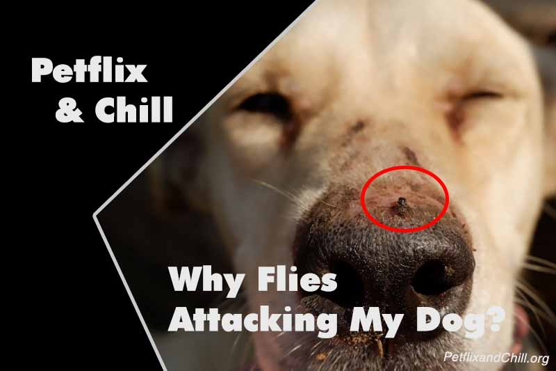 Why Is My Dog Eating Dandelions? Here’s What Vets Recommend