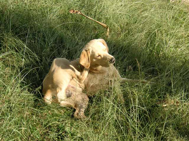 Why Are Flies Attacking My Dog?