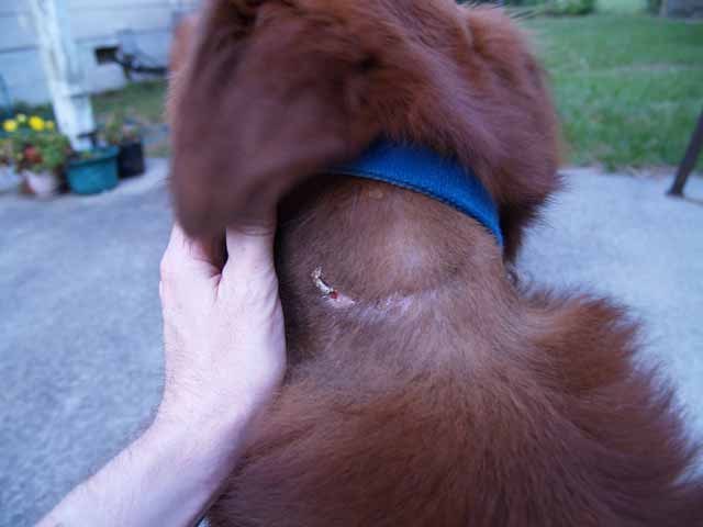 What Happens When A Dog Gets Bitten By Flies?