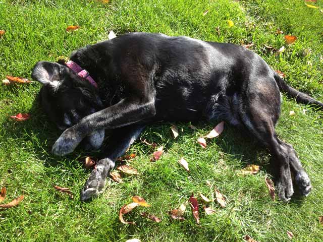 Are Fly Bites Dangerous For Dogs?