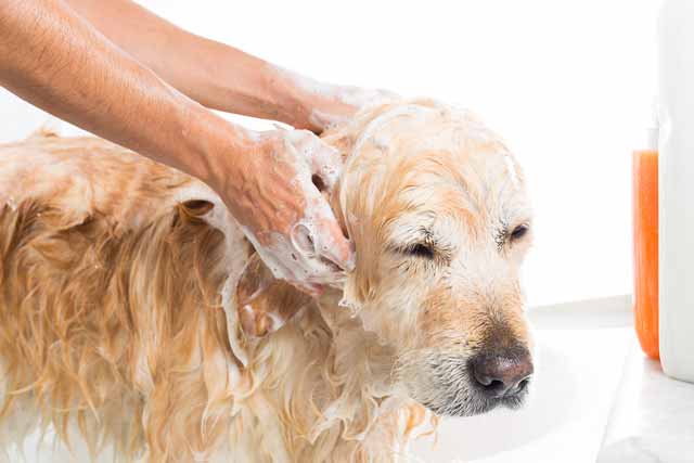 Bathe your pet regularly