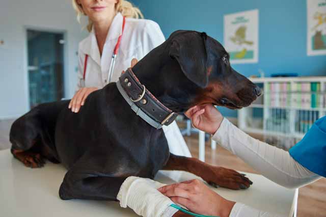 Signs when to consult a vet