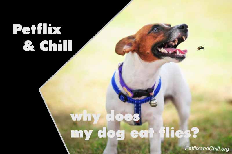 Why Do Dogs Eat Flies?