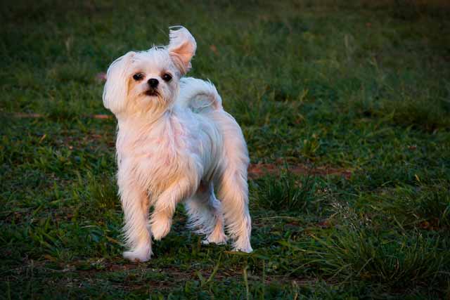 Why Do Dogs Eat Flies?