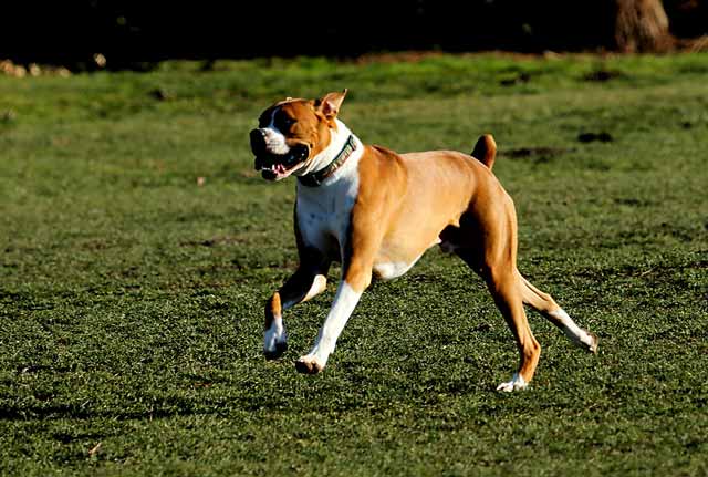 Dogs chase flies due to instinctual behaviors