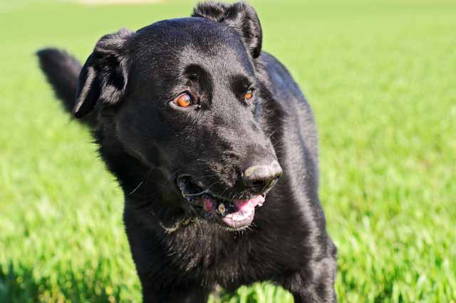 Things you should do if dogs eat flies