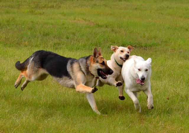 Tips for preventing dogs from eating flies
