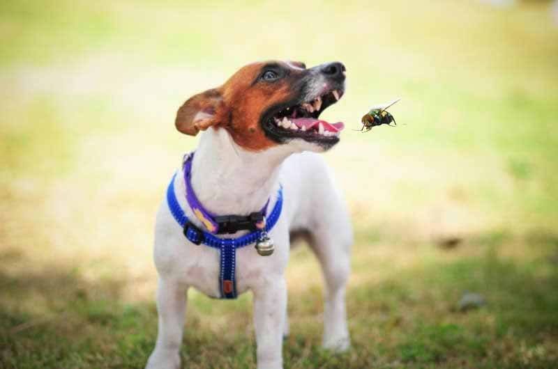 Common signs dogs eat flies