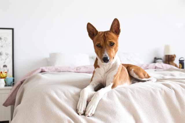 Why Do Dogs Knead?