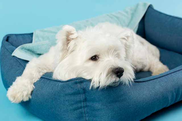 Tips for managing dogs' kneading