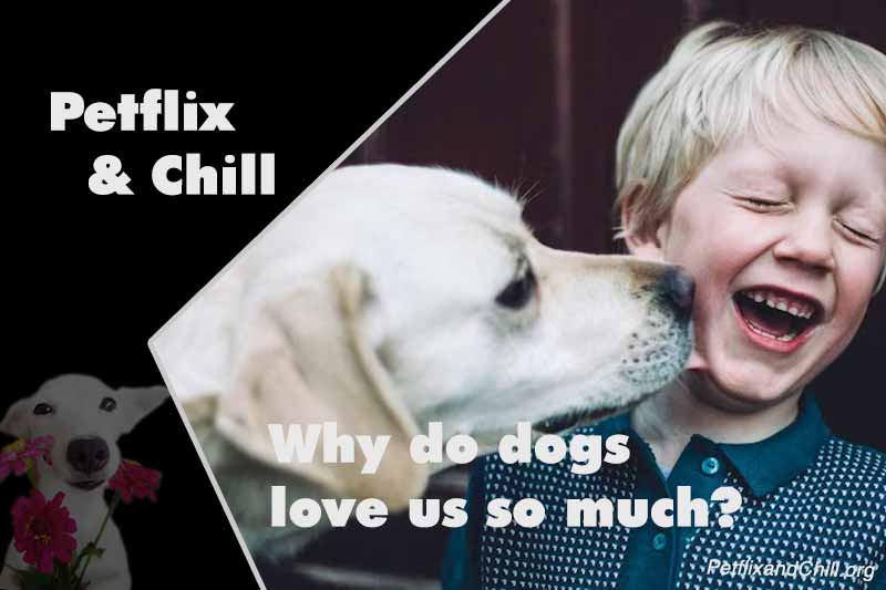 Why Do Dogs Eat Flies? 6 Causes Explained & Practical Solutions