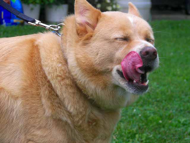 Why Are Dogs So Greedy?