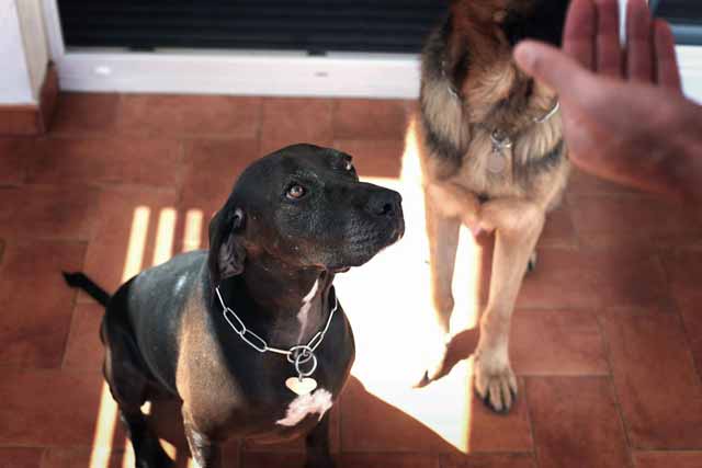 Training and reinforcement