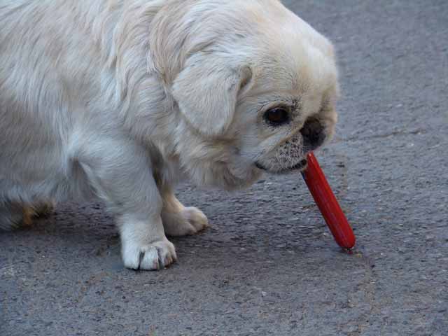 Is It Bad If My Dog Is So Greedy?