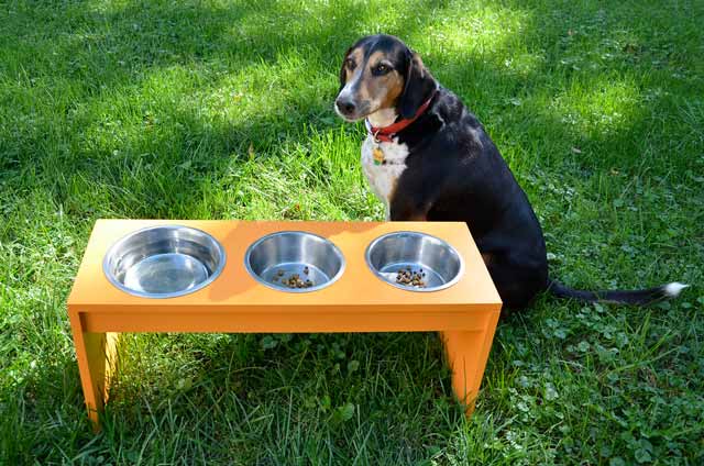 Slow down your dog’s food intake