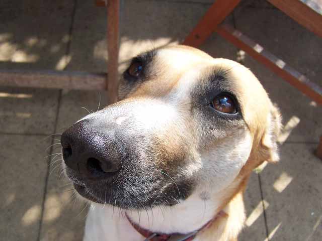 Why Does My Dog Sniff My Bum?