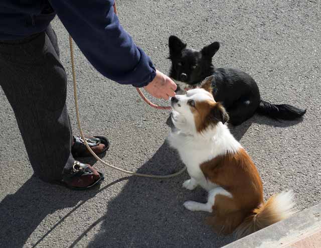Positive reinforcement training