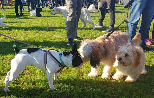 Let your pet sniff elsewhere