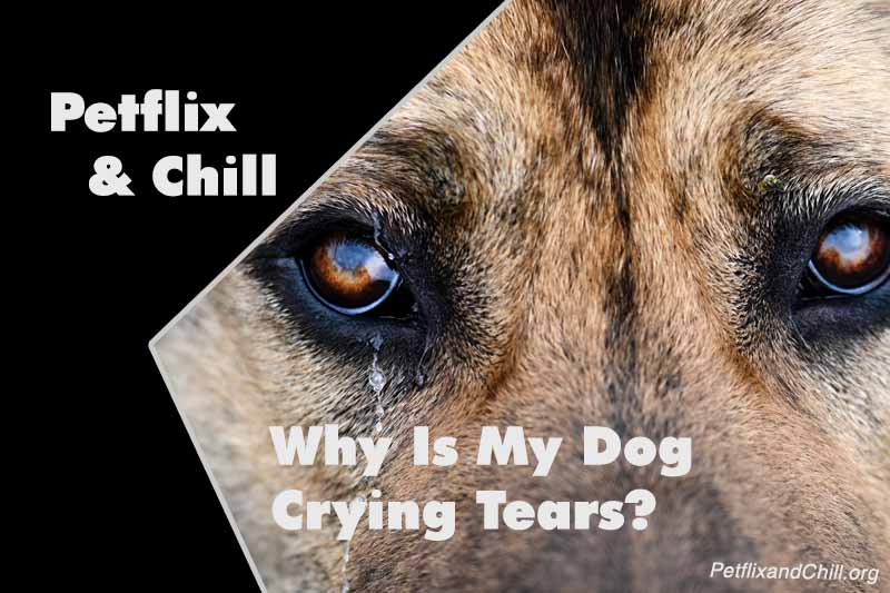 Why Do Dogs Eat Flies? 6 Causes Explained & Practical Solutions