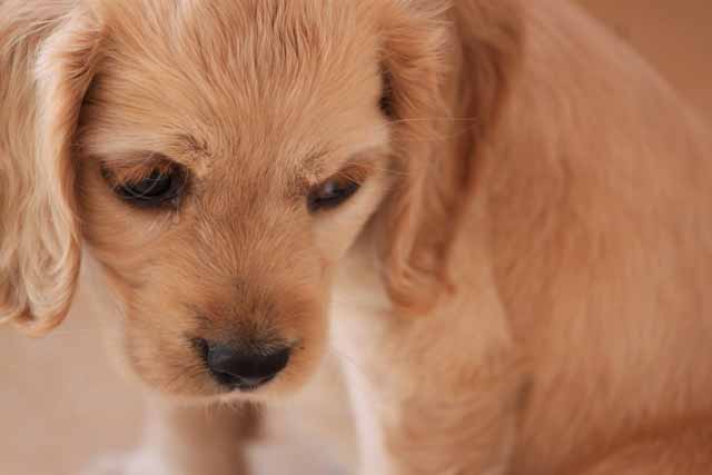 Why My Dog Crying?