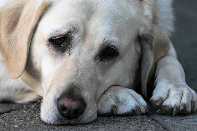 Why Is My Dog Crying At Night?
