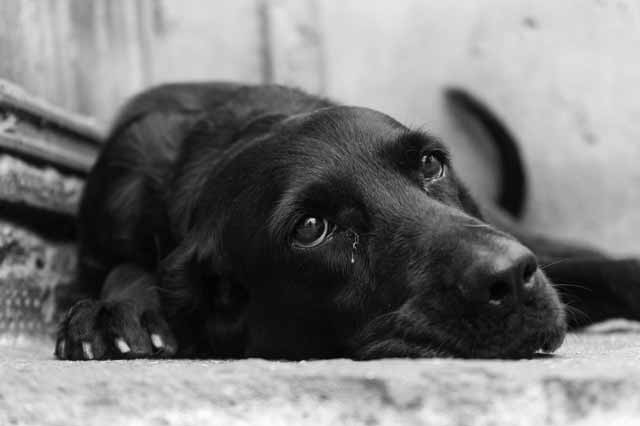 How dogs express their sadness