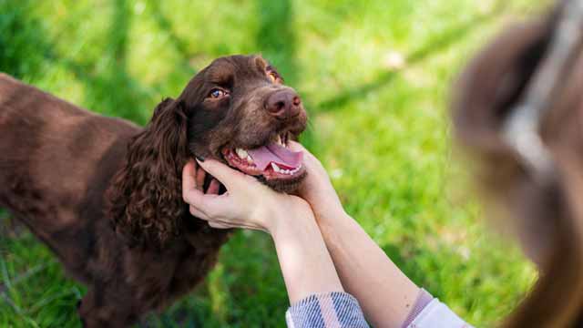 Tips to help your pet if they cry tears