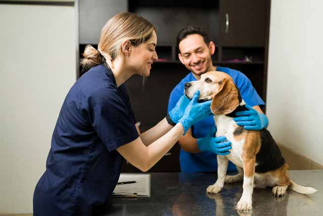 When to Seek Veterinary Care for Your Dog's Tears?
