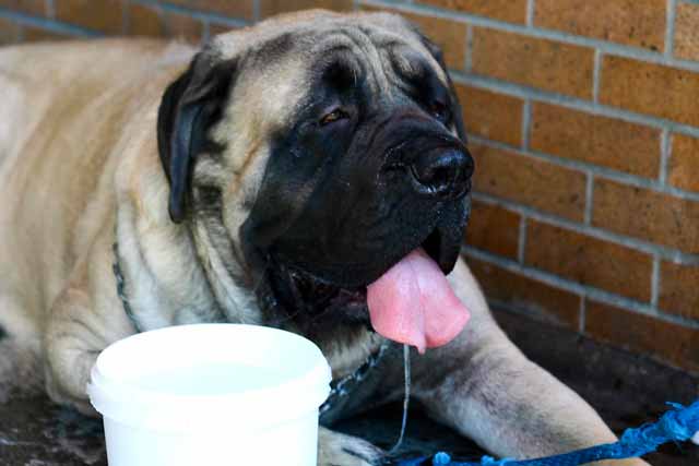 Why Is My Dog Drooling A Lot?