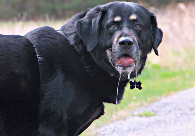 Dogs may be nauseous